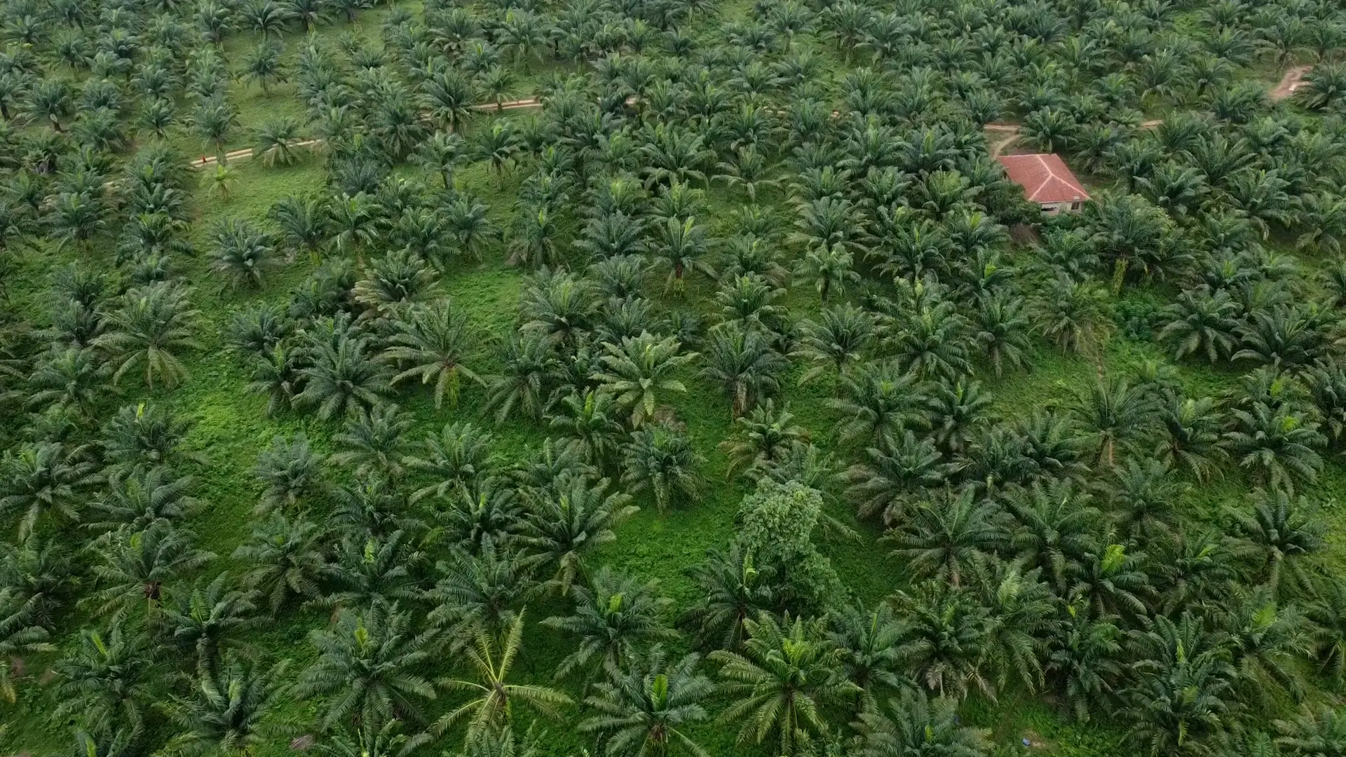 Aerial view of sustainable farm in Ibadan